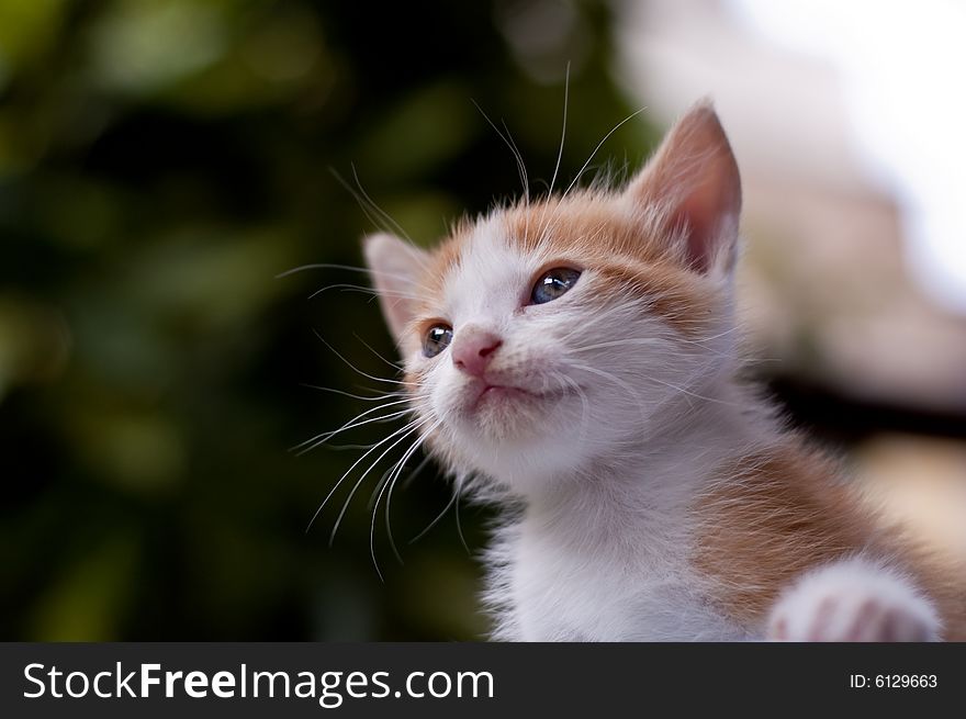 Sweet kitty staring with a green background