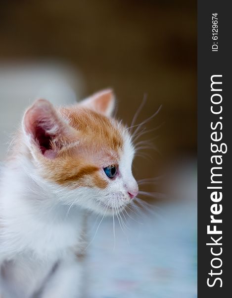 An orange and white cat with blue eyes staring. An orange and white cat with blue eyes staring