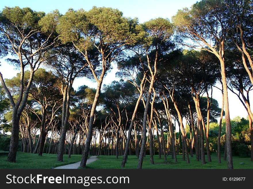 Forest in a sunny afternoon