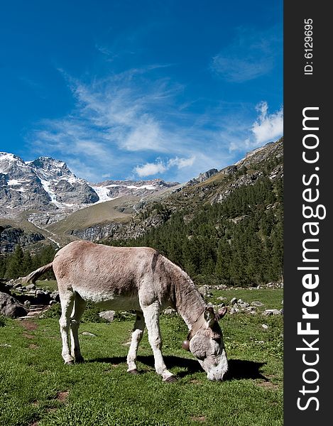 A donkey pasturing with an alpine background
