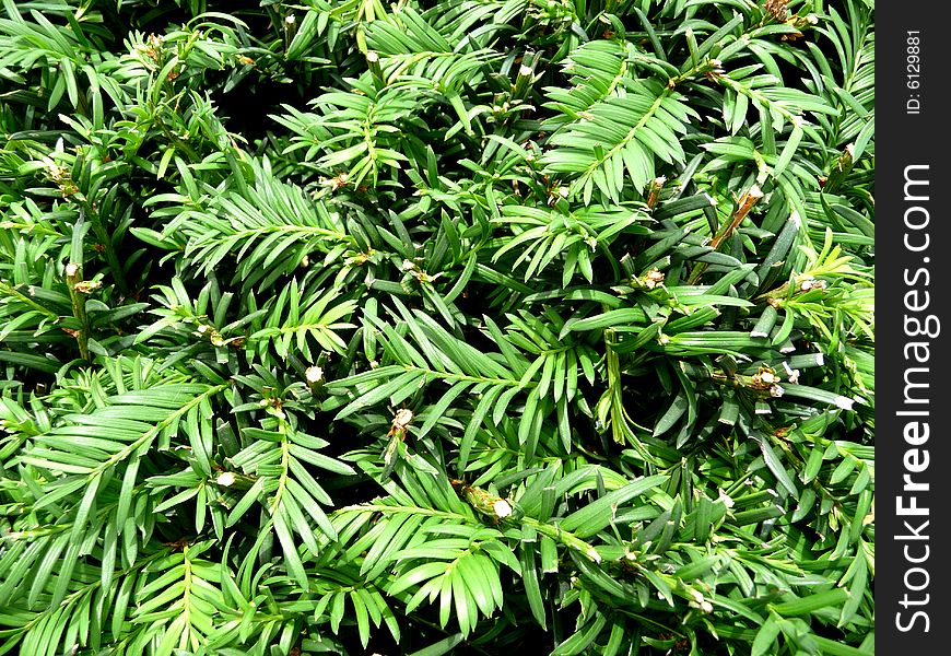 A background image of a lot of green leaves. A background image of a lot of green leaves.