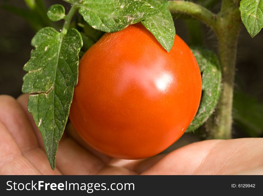 Fresh tomatoes in a garden