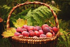 Basket Full Of Ripe Plums Yellow Autumn Leaves, The Fern In The Background, Crop Year Stock Images