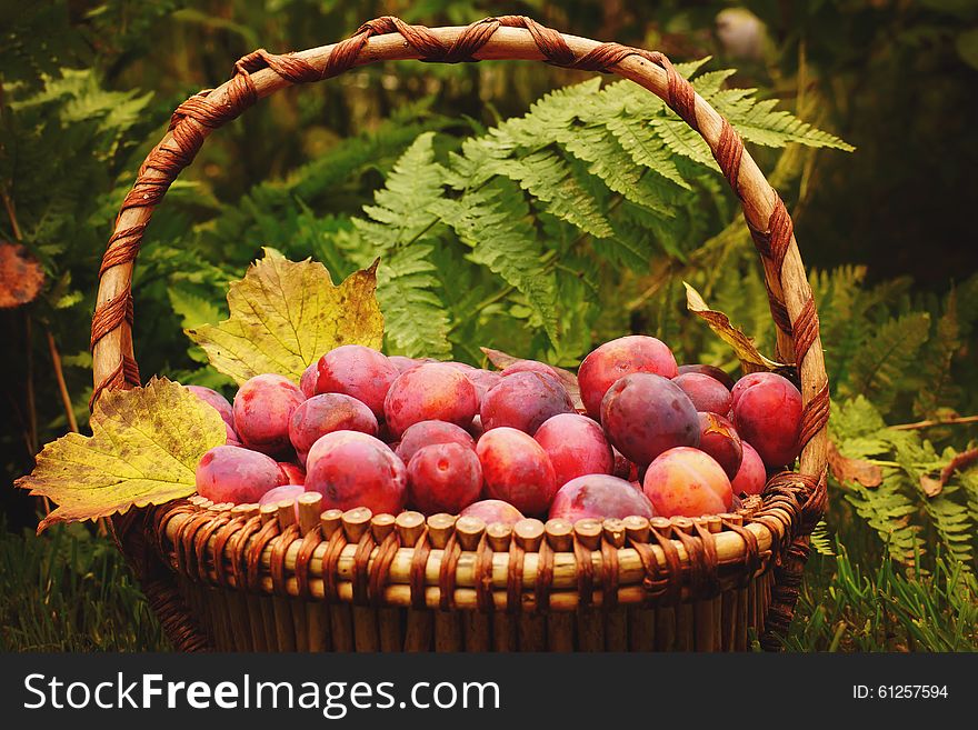 Basket Full Of Ripe Plums Yellow Autumn Leaves, The Fern In The Background, Crop Year