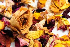 Dried Flower Petals Royalty Free Stock Image Dried Flower Petals Royalty Free Stock Image