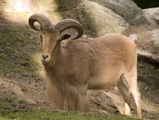 Mountain Goat Stock Image Mountain Goat Stock Image