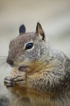 Squirrel Eating A Biscuit Stock Image