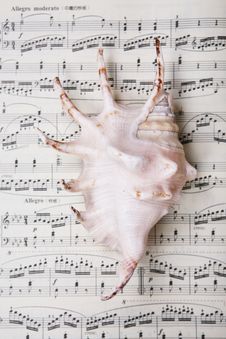 Shell On Music Music Score Book Stock Images Shell On Music Music Score Book Stock Images