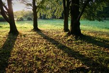 Shadows In Forest Royalty Free Stock Photos Shadows In Forest Royalty Free Stock Photos