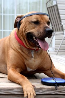 Dog Loving His Music  With Headphones Stock Photos