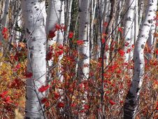Autumn Splender Stock Images Autumn Splender Stock Images