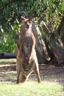 Standing Kangaroo Stock Photos