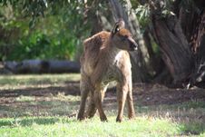 Grumpy Kangaroo Crouching Royalty Free Stock Photography Grumpy Kangaroo Crouching Royalty Free Stock Photography