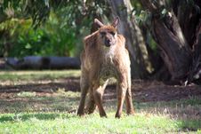Grumpy Kangaroo Glaring Stock Photos Grumpy Kangaroo Glaring Stock Photos