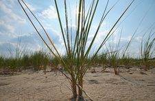 Sea Dune Grass Royalty Free Stock Photo Sea Dune Grass Royalty Free Stock Photo