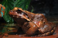 Smoky Jungle Frog Royalty Free Stock Images Smoky Jungle Frog Royalty Free Stock Images