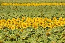Field Of Sunflowers. Royalty Free Stock Image