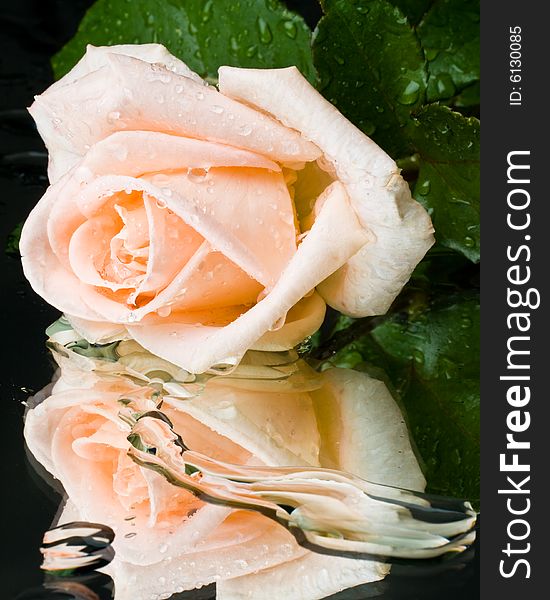 Pink rose with water drops on a mirror surface