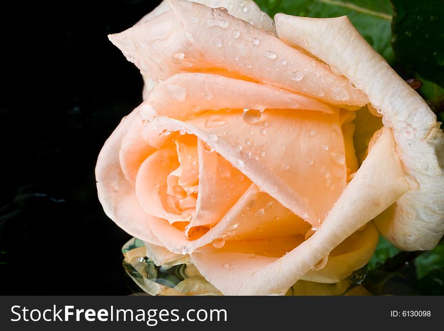 Pink rose with water drops on a mirror surface