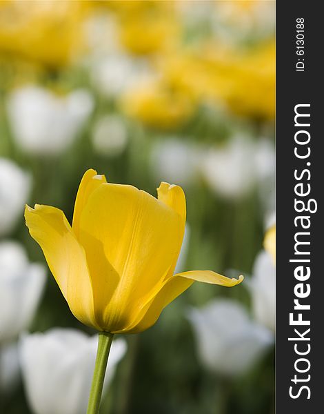 Single yellow tulip on a background of white and yellow tulips. Single yellow tulip on a background of white and yellow tulips