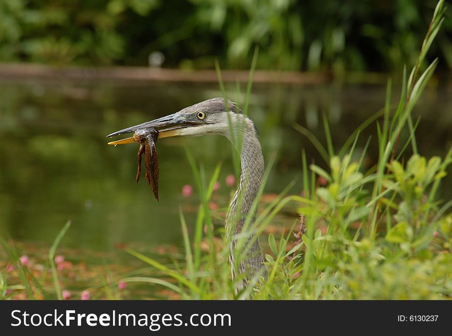 Hungry Heron