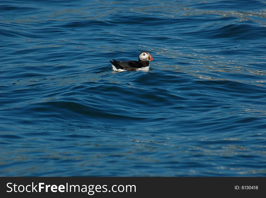 Puffin in water
