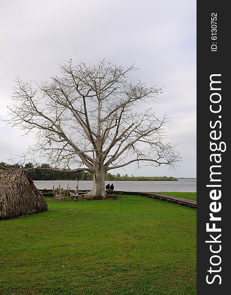 Majestic ceiba tree on tropical  cuban landscape