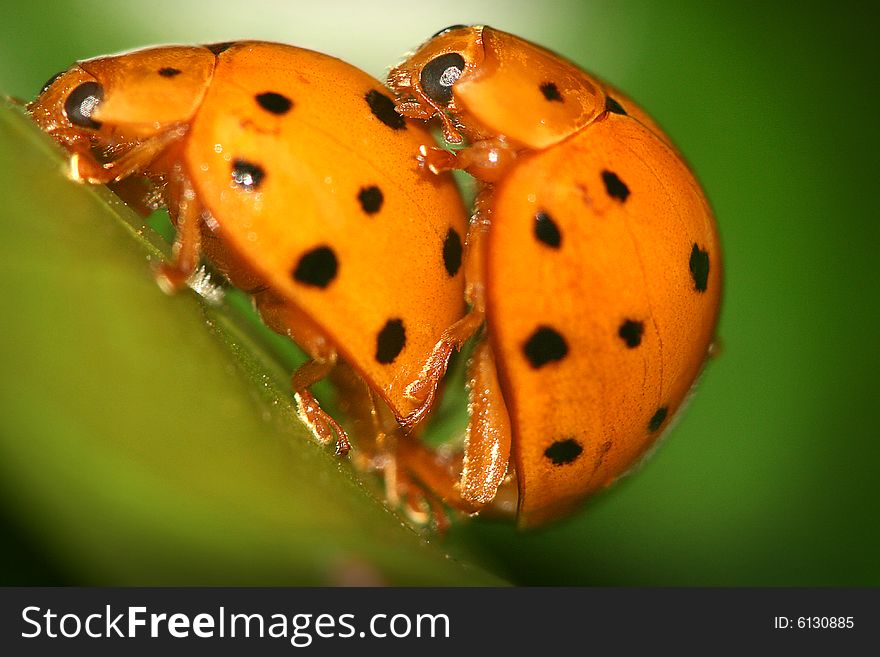 Lovely ladybugs couple is mating. Lovely ladybugs couple is mating