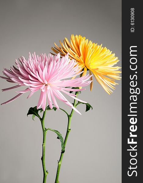 Detail of twon Chrysanthemums flowers in pink and yellow