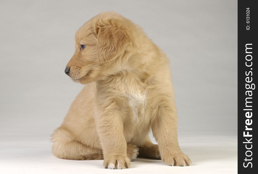 Golden Retriever puppy look away from camera.