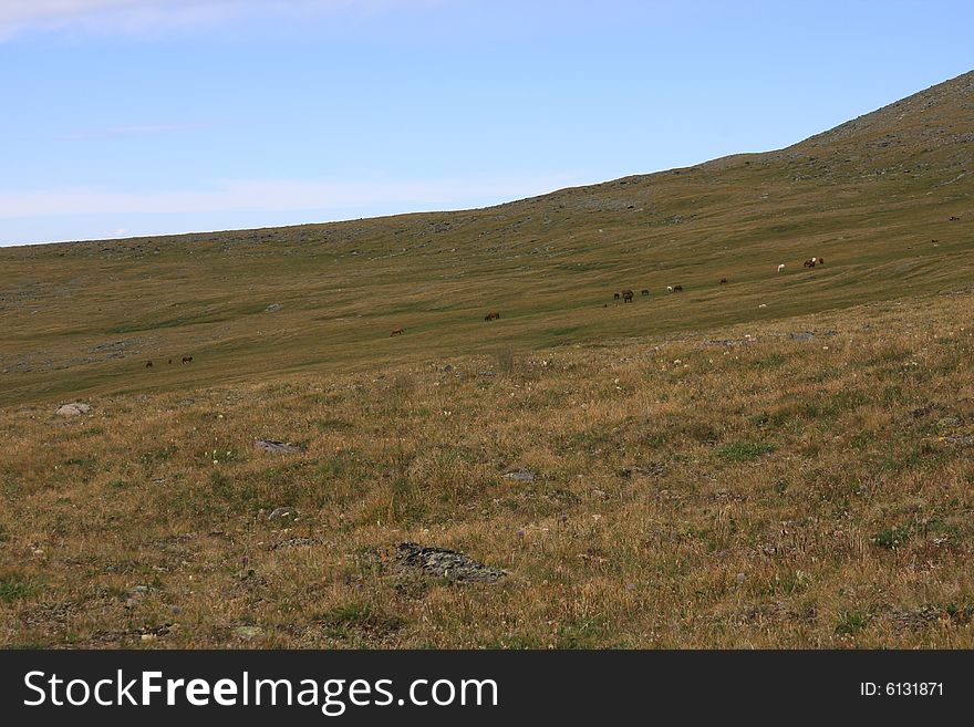 Altai Mountain in summer 2008