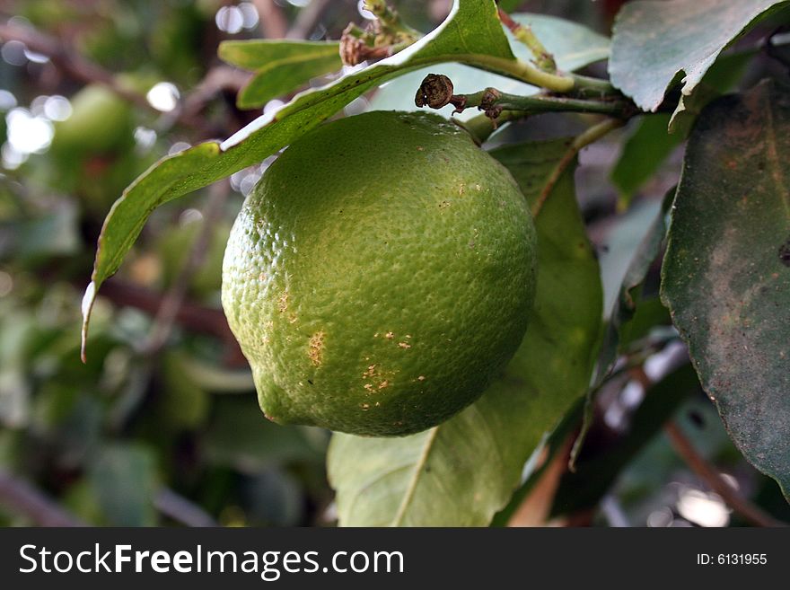 Green Lemon hanging from a branch