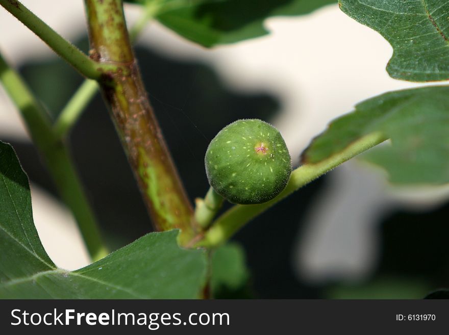 Solitary Baby Fig on a Branch