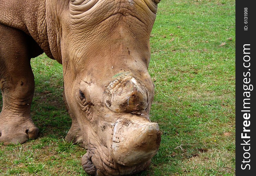 The White Rhinoceros or Square-lipped rhinoceros (Ceratotherium simum) is one of the five species of rhinoceros that still exist and is one of the few megafauna species left. Behind only the Elephant, it is probably the most massive remaining land animal in the world.