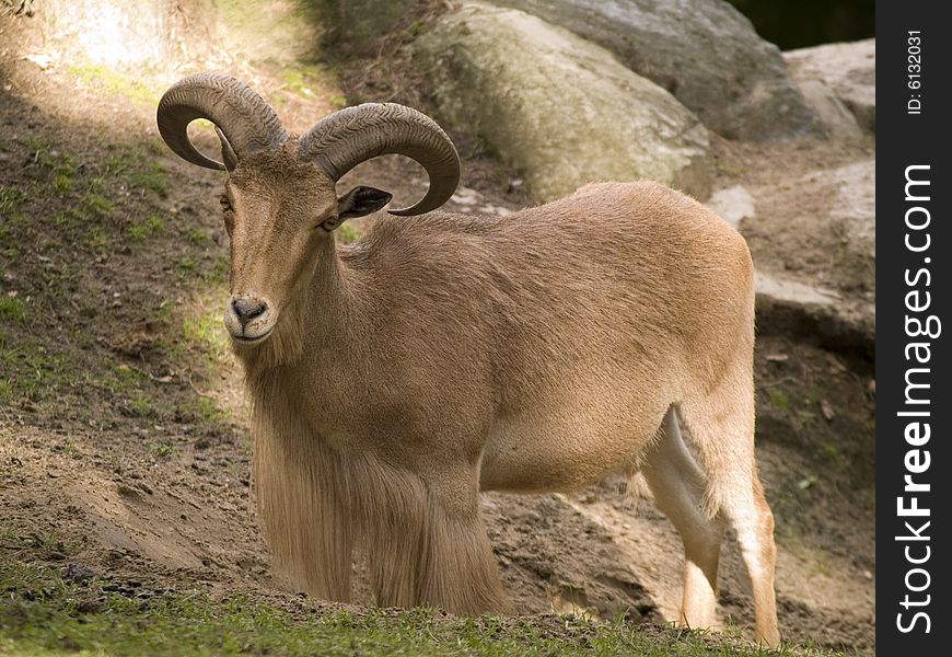 Mountain goat starring at a camera