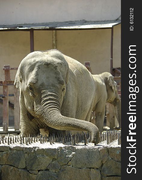 A small elephant in a zoo behind a fencing. A small elephant in a zoo behind a fencing