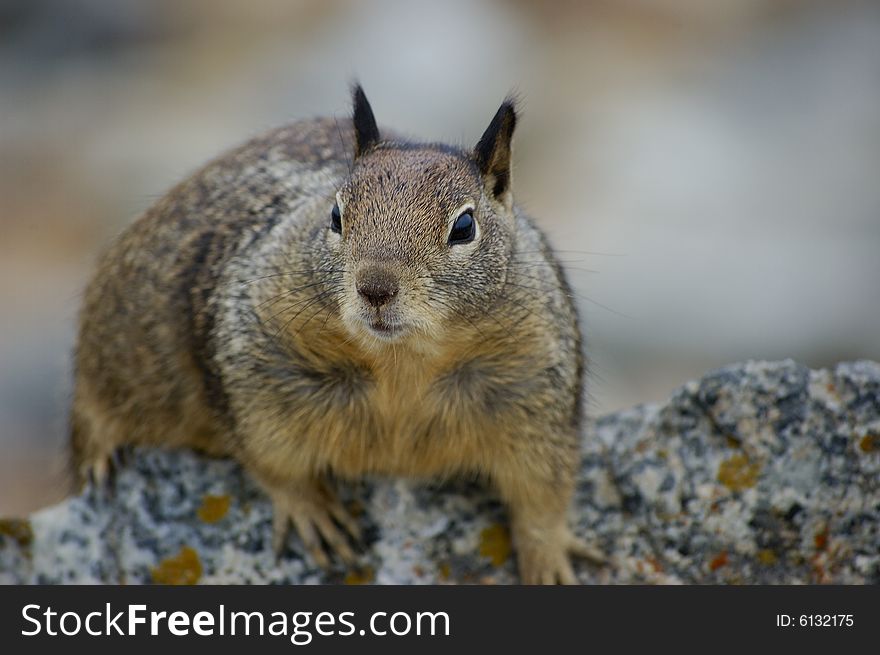 Close-up shot of a curious squirrel on a rock