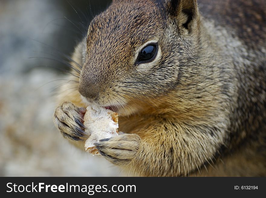 Squirrel eating a biscuit