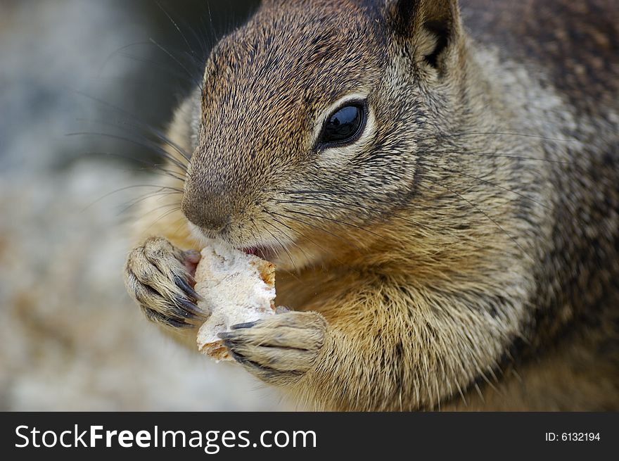 Squirrel Eating A Biscuit