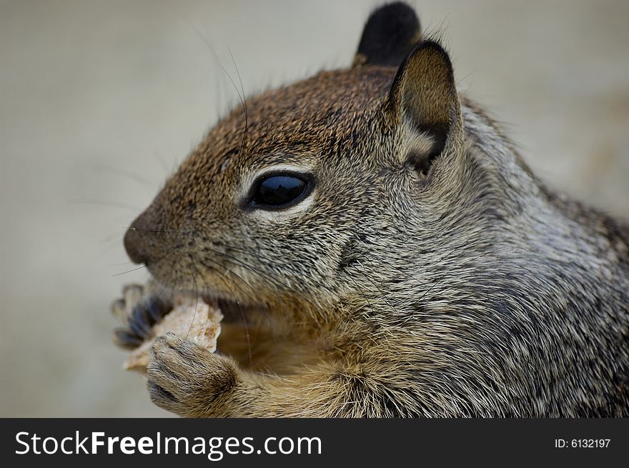 Close-up shot of a squirrel eating a biscuit on a rock