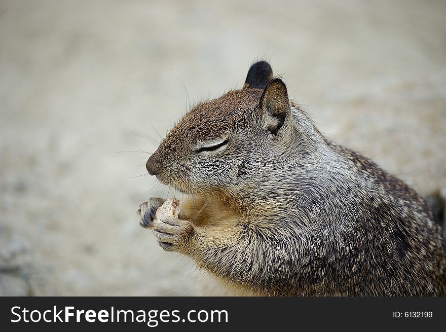 Close-up shot of a squirrel eating a biscuit on a rock