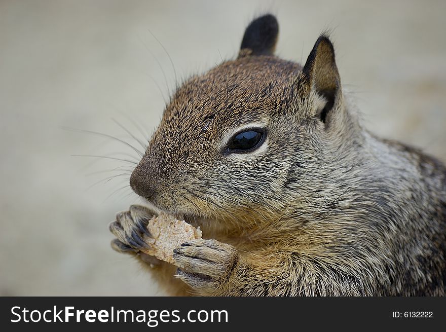 Close-up shot of a squirrel eating a biscuit on a rock