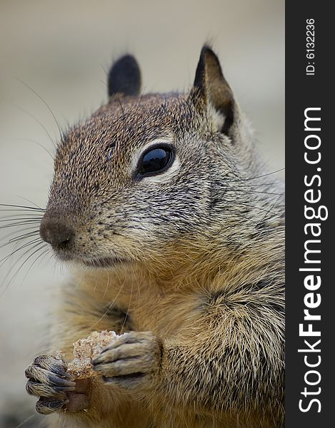 Close-up shot of a squirrel eating a biscuit on a rock