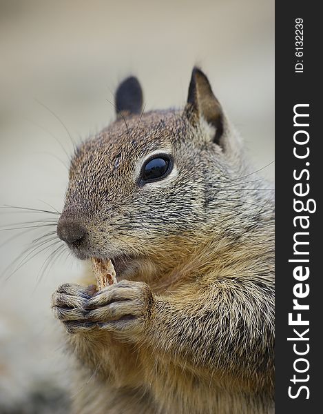 Close-up shot of a squirrel eating a biscuit on a rock