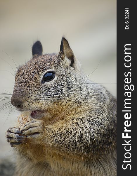 Close-up shot of a squirrel eating a biscuit on a rock