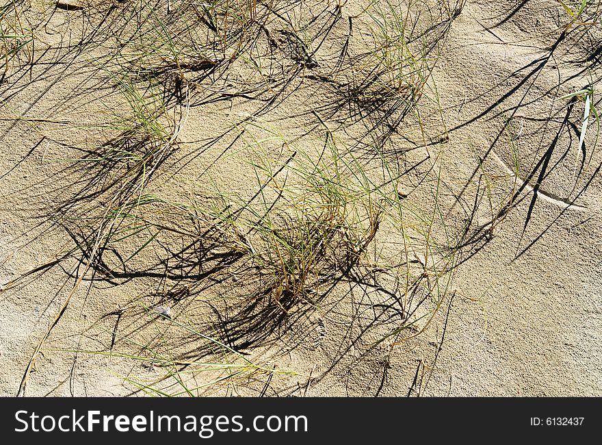 Detail of dune with helms of grass and their shadows and some little white feathers. Detail of dune with helms of grass and their shadows and some little white feathers
