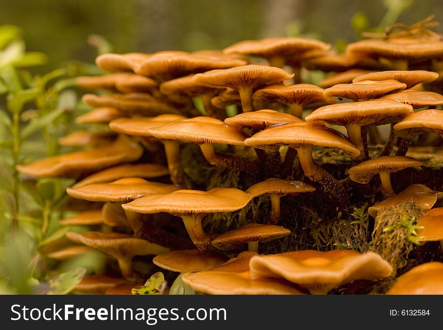 Toadstools colony on a stub