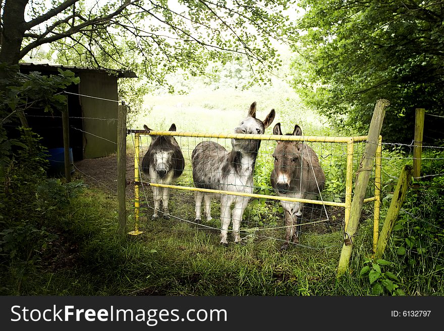 Tree donkeys behind a fence
