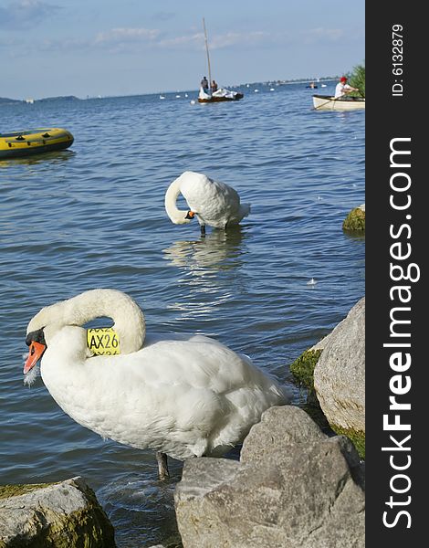 Two beautiful swan on a lake. Two beautiful swan on a lake.