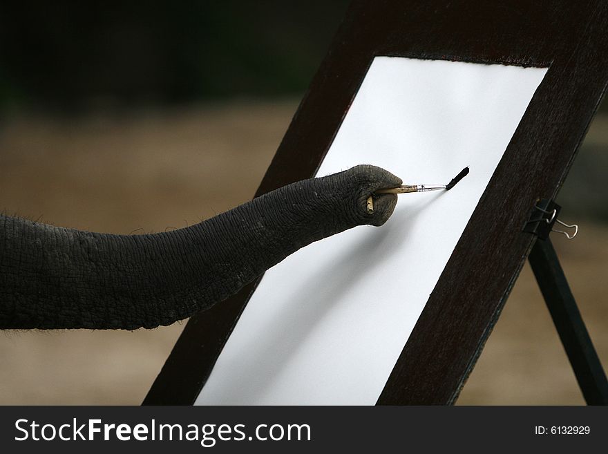 A close up frame with elephant proboscis. A close up frame with elephant proboscis